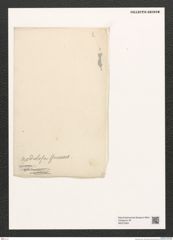 Diatomeae indet. Zeichnungen Sammlung Grunow (NHMW-BOT-W0375364)